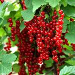 Саженец Красная смородина. Микс