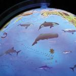 Глобус зоогеографический Globen Классик Евро, диаметр 250 мм, с подсветкой, детский, Ке012500270