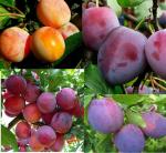 Саженец сливы Микс сортов