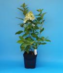 Саженец Гортензия метельчатая Skyfall