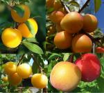 Саженец алычи Микс сортов