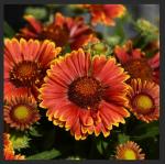 Гайлардия д13 SpinTop Yellow Touch