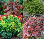 Саженец Барбарис Микс (Голден Ринг, Грин Карпет, Багатель, Кобольд)