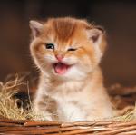 Наволочка "Очаровашка" размер 39х39 см