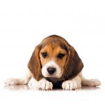 Наволочка "Гимнаст" размер 39х39 см