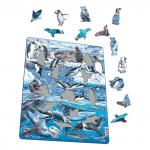 FH48 - Животный мир Антарктики