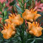 Лилия Apricot Fudge. Размер 14/16