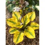 Саженец Хоста Glad Rags
