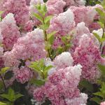 С1 Саженец Гортензия метельчатая Vanille Fraise