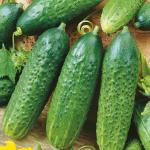 Огурец Первенец 12шт (2079)