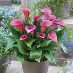 Калла Captain Lovely