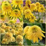 Саженец Эхинацея Eccentric Yellow
