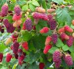 Ежемалиновый гибрид Тайбери (пакет 4 литра)