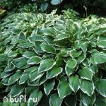 Саженец Хоста Undulata Albomarginata