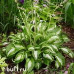 Саженец Хоста Undulata Mediovariegata