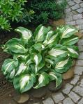Саженец Хоста Undulata Mediovariegata