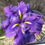 Саженец Ирис Мечевидный Blueberry Pie
