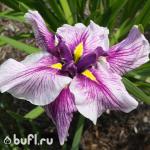 Саженец Ирис Мечевидный Harlequinesque