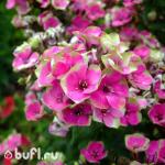 Саженец Флокс Aureole