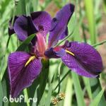 Саженец Ирис Луизианский Black Gamecock