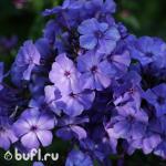 Саженец Флокс Blue Paradise