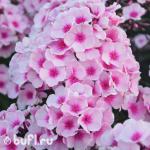 Саженец Флокс Bright Eyes