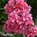 Саженец Флокс Cleopatra