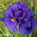 Саженец Ирис Сибирский Kabluey