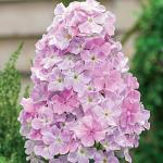 Саженец Флокс Cool Water