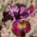 Саженец Ирис Сибирский Miss Apple