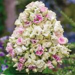 Саженец Флокс Creme de la Creme