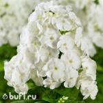 Саженец Флокс Danielle