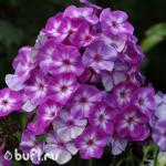 Саженец Флокс Little Boy