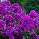 Саженец Флокс Nicky