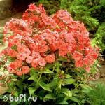 Саженец Флокс Orange Perfection