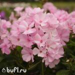 Саженец Флокс Pinky Hill
