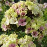 Саженец Флокс Sherbet Blend