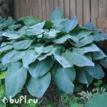 Саженец Хоста Big Daddy