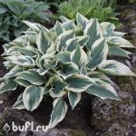 Саженец Хоста Blue Ivory