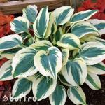 Саженец Хоста Blue Ivory