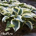 Саженец Хоста Blue Ivory