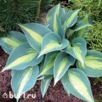 Саженец Хоста Catherine