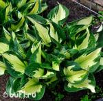 Саженец Хоста Colored Hulk