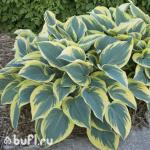 Саженец Хоста First Frost