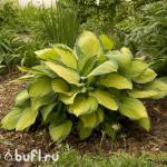 Саженец Хоста Gold Standard