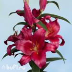 Саженец Лилия Bacardi (2 луковицы)