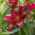 Саженец Лилия Bacardi (2 луковицы)