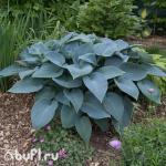 Саженец Хоста Halcyon