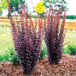 Барбарис Ред Пиллар