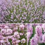 Лаванда Розеа